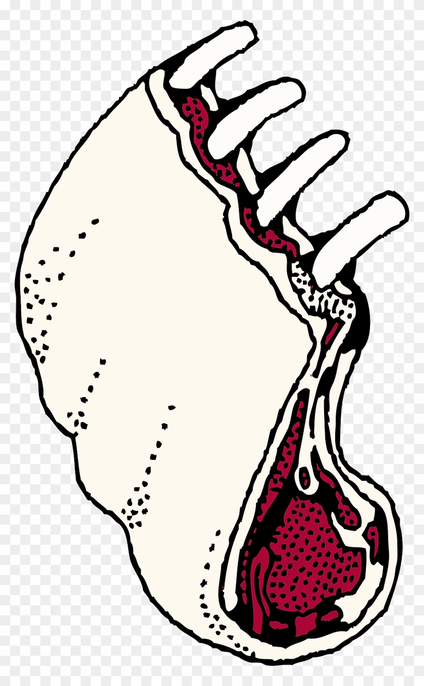 Lamb Ribs Meat Raw Lamb Chops Png Image - Rack Of Lamb Drawing Clipart #2376667