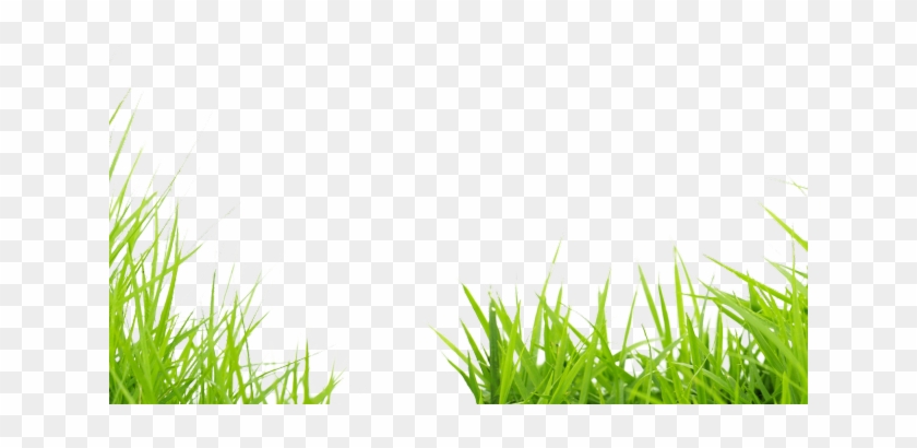Grass Png Transparent Images - Sweet Grass Clipart #2376716