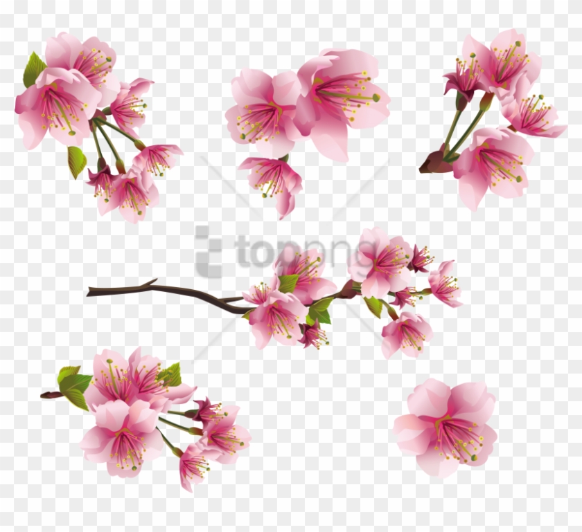 Flower Spring Pink Png Clipart #2377949