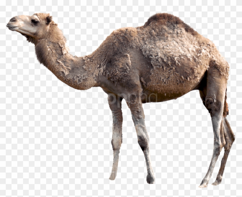 Free Png Images - Camel Png Clipart #2381482