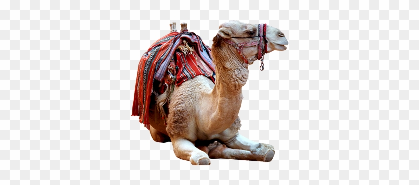 Camel Photo Png - Arabian Camel Clipart #2381681