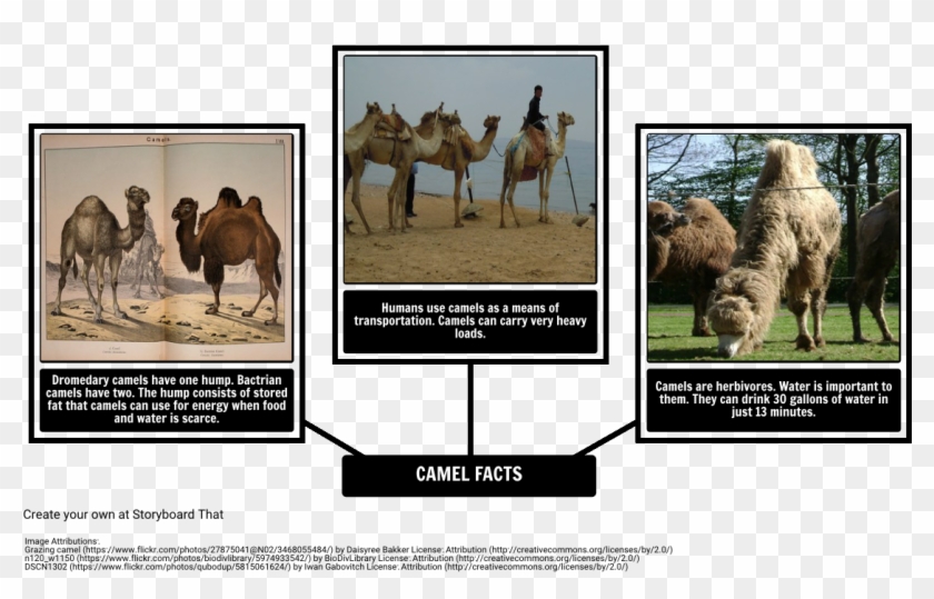 How The Camel Got His Hump - Fun Facts About Dromedary Camel Clipart #2381789