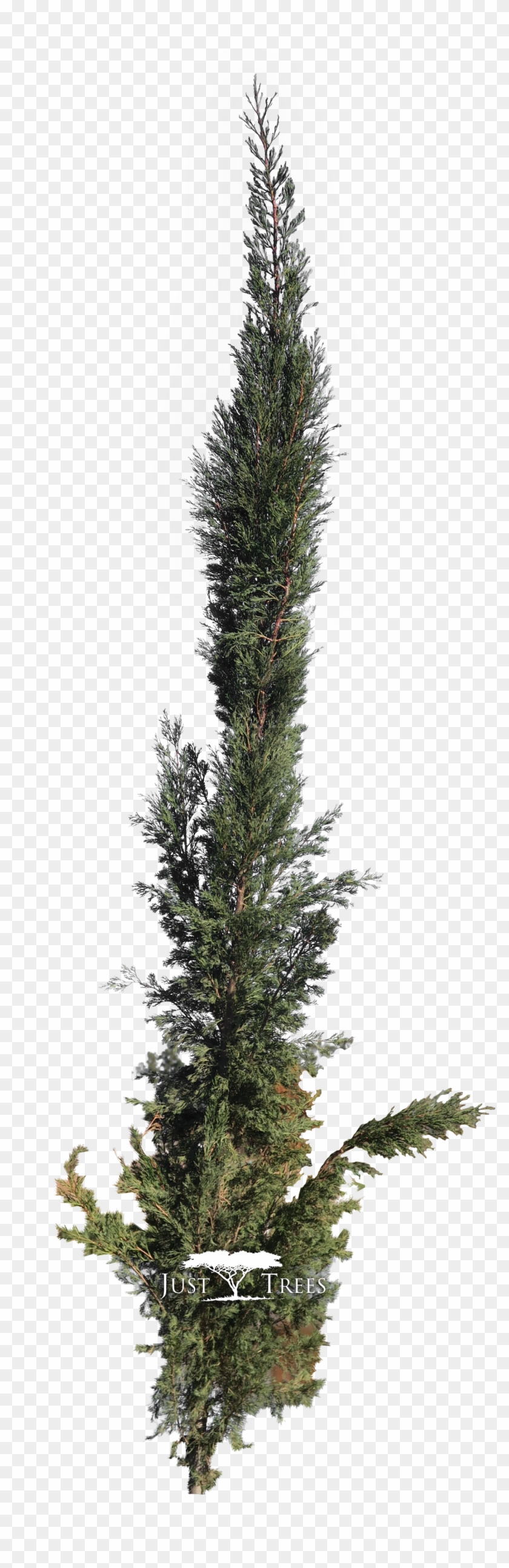 Cupressus Semperviren Stricta - Shortleaf Black Spruce Clipart #2382743