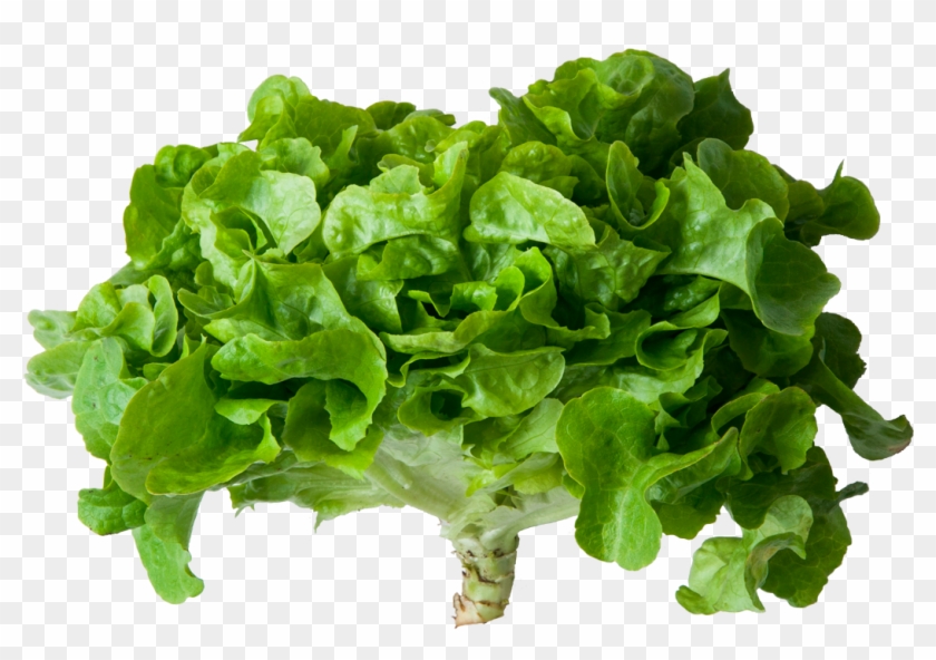 Romaine Lettuce , Png Download - Hoja Lechuga Png Clipart