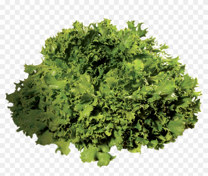 Salade Rouge Salade Frisée Laitue - Rapini Clipart #2383304