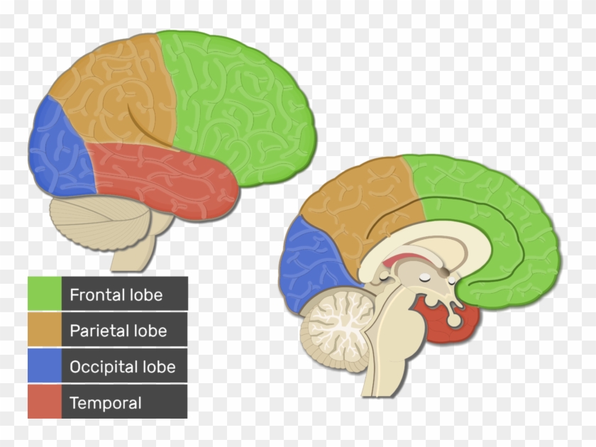 Brain Clipart Frontal Lobe - Primary Visual Cortex - Png Download