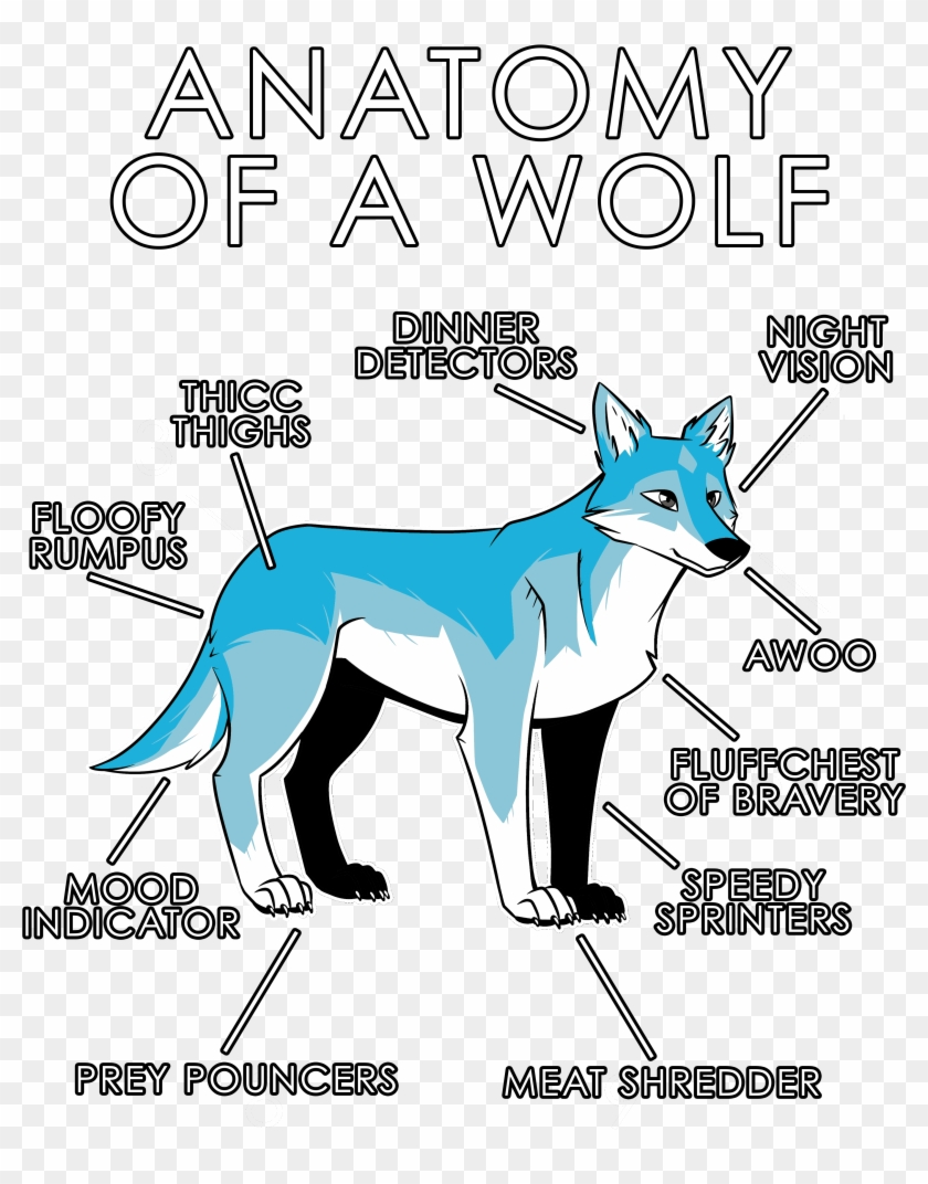 Anatomy Of A Wolf - Dog Clipart