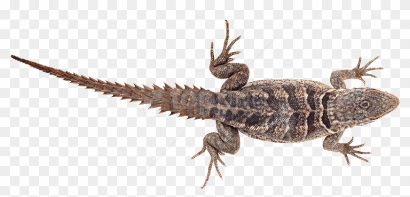 Free Png Lizard Png Pics Png Images Transparent - Armadillo Lizard Png Clipart