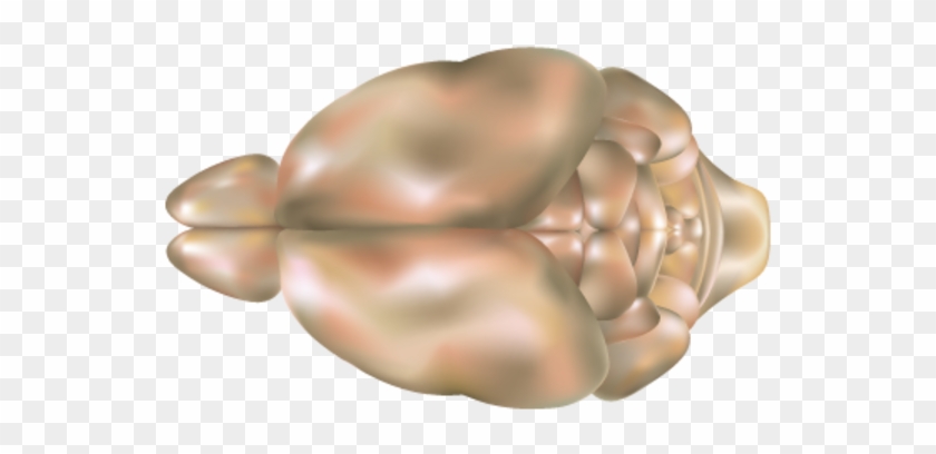 Mouse Brain Top View Image - Mouse Brain Top View Clipart #2383882