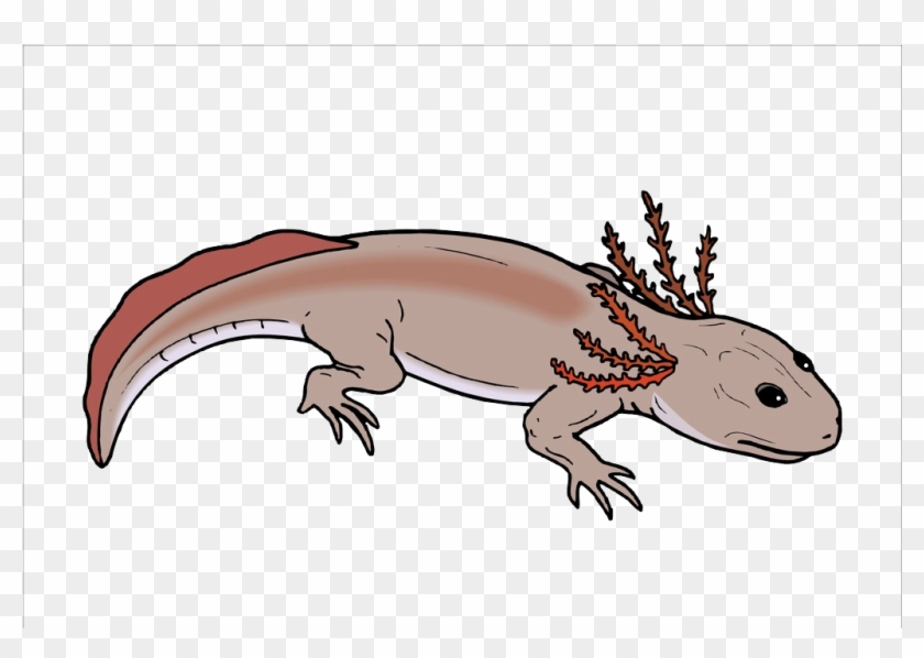 Salamander Chinese Fire Belly Newt Lizard Axolotl - Branchiosaurus Clipart