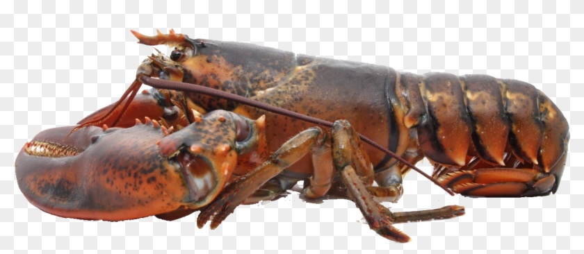 Live Lobster Clipart #2384324