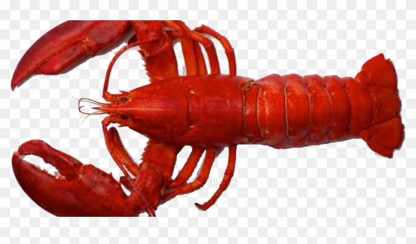 Red Lobster Alive Clipart #2384366
