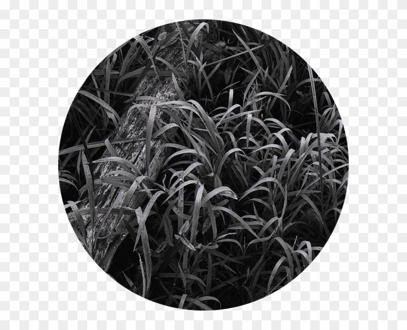 Log And Morning Dew On Grasses - Grass Clipart #2385039