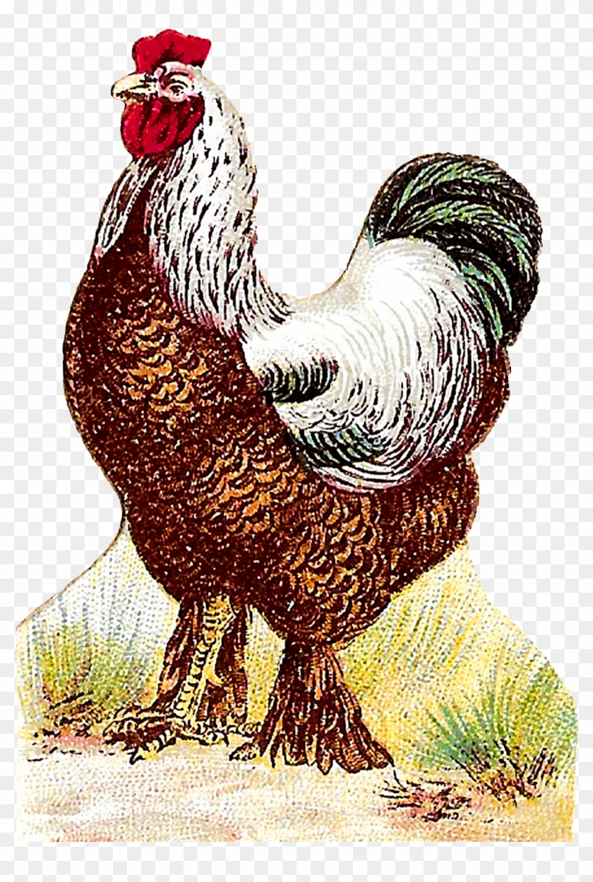 Digital Roosters Clipart Download - Rooster - Png Download
