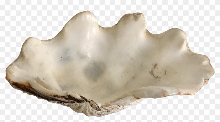 Shell Transparent Clam - Giant Clam Clipart
