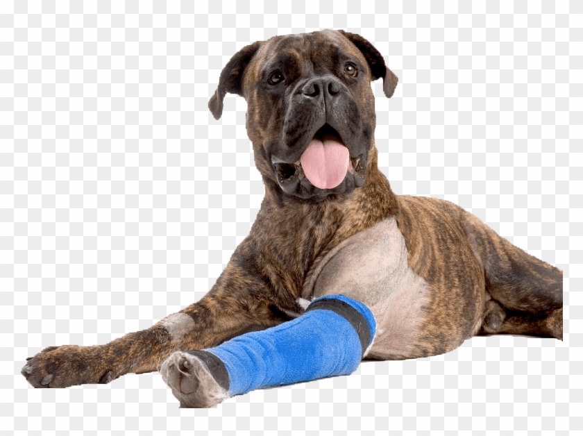 Dog Bandage Png Clipart #2385528