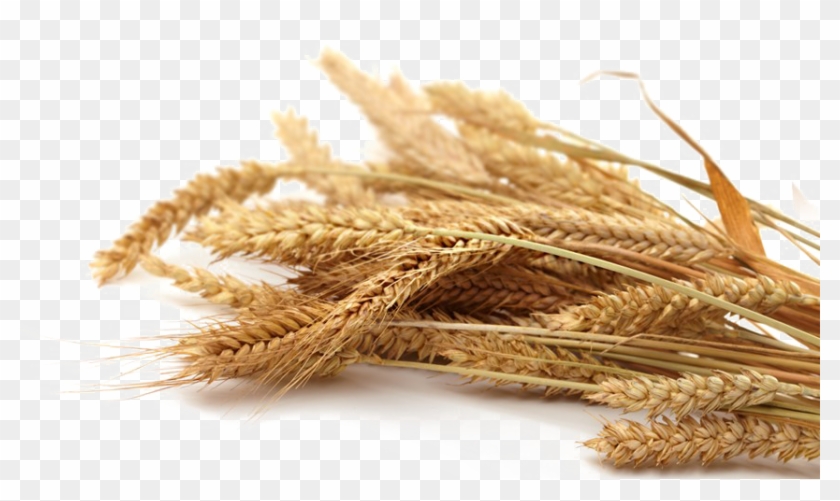 Grain Png Transparent Picture - Whole Grain Wheat Png Clipart #2387857