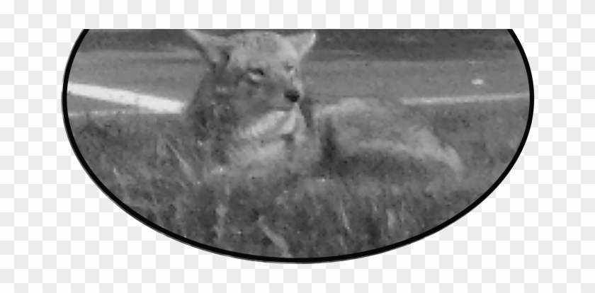 Roe Deer Clipart #2388571