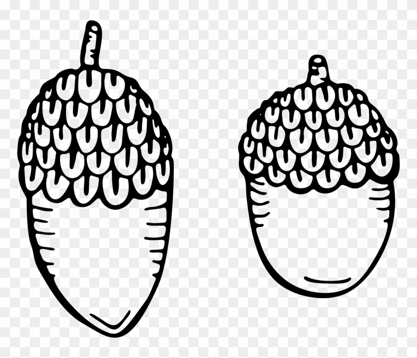 Acorn Drawing Color - Drawing Clipart