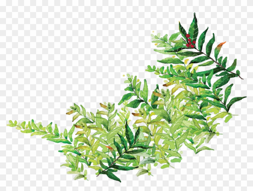 Watercolor Greenery Botanicals Watercolor Greenery - Leaf Clipart