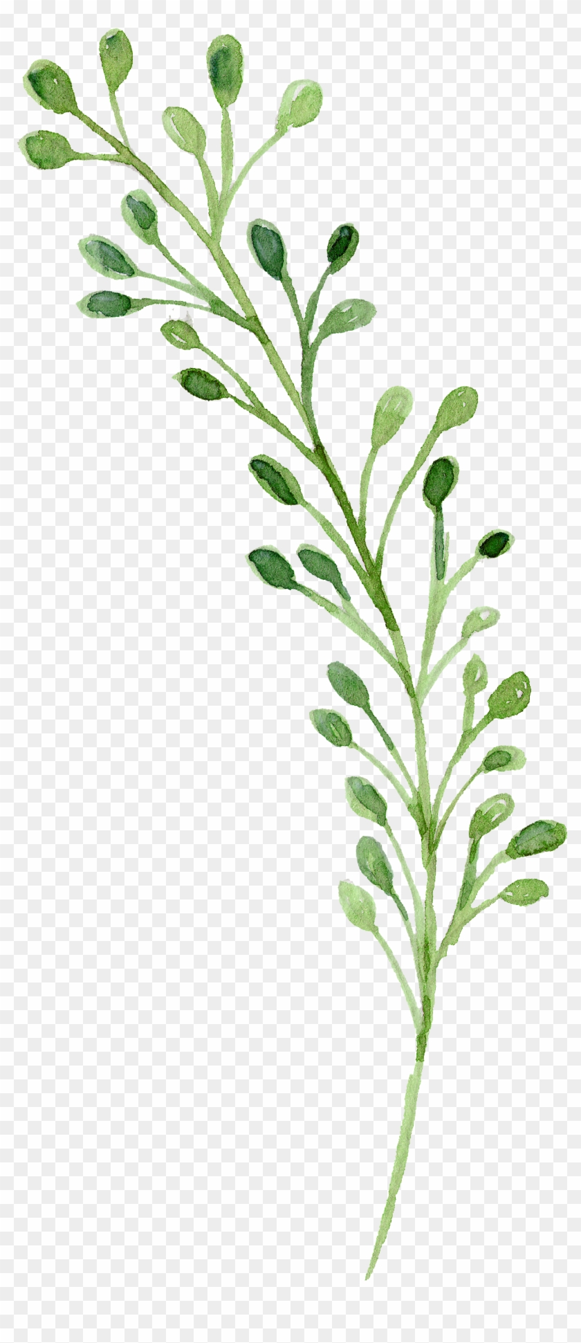 Watercolor Green Flowers Painting Download Free Image - Watercolor Green Flowers Png Clipart #2393432