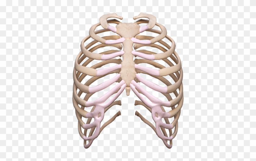 Rib Cage Png - Rib Cage Transparent Clipart