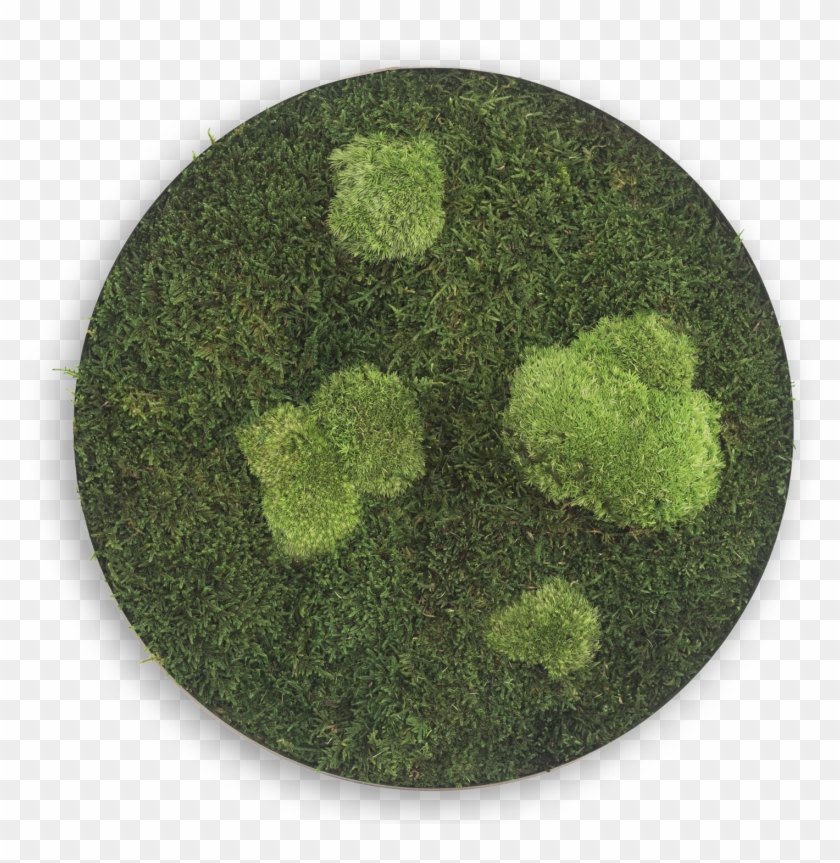 Flat En Pole Moss Circle ⍉ 34 Cms - Circle Clipart #2393828