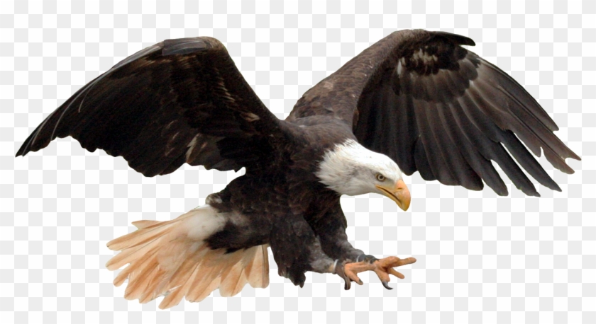 Eagle Png ➤ Download - Bald Eagle Clipart
