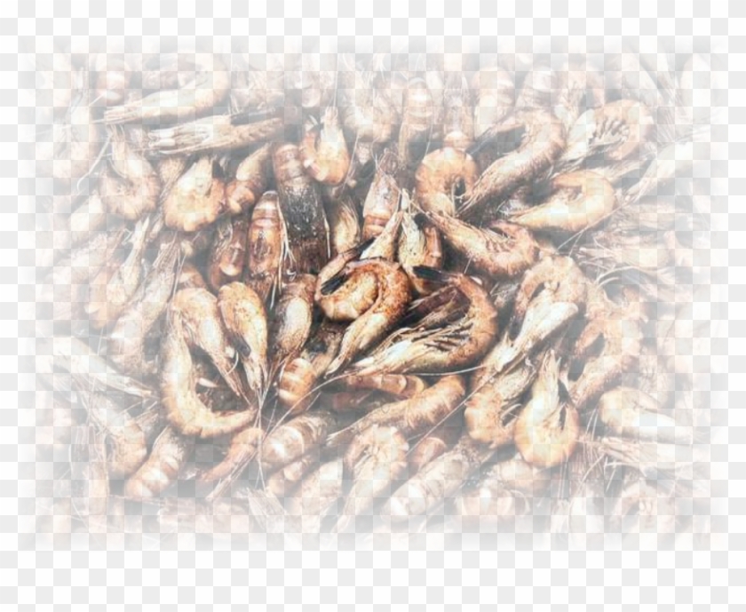 Mashed Potatoes - Fish Products Clipart