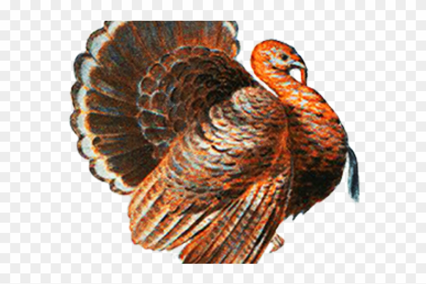 Turkey Bird Clipart Transparent Tumblr - Thanksgiving Menu Clip Art - Png Download #2399327