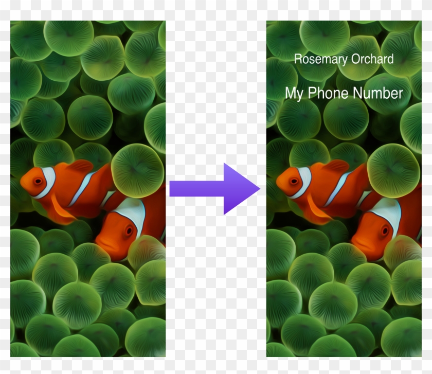 Https - //resources - Rosemaryorchard - Com/images/blog/overlay - Clown Fish Iphone X Clipart #2399716