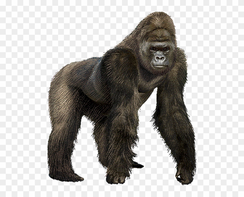 Goril Png - Gorilla Gif No Background Clipart #240919
