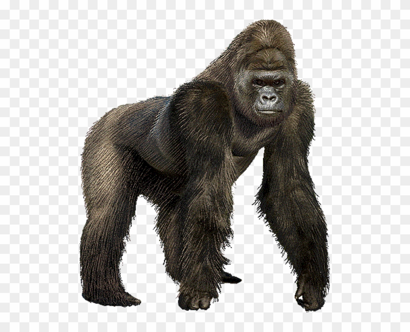 Goril Png - Gorilla Gif No Background Clipart