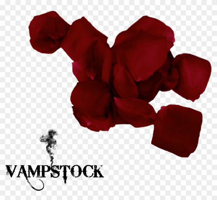 Rose Petal No Background Png Clipart