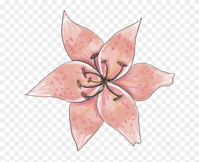 A Specimen Flower Png Transparent - Sketch Clipart #241312