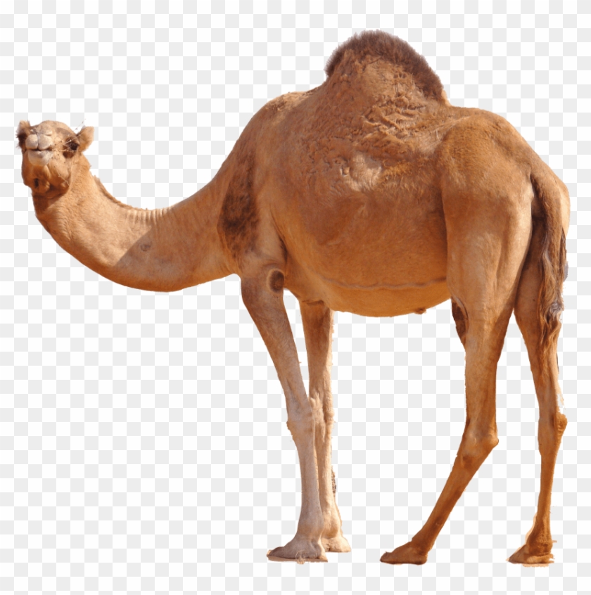 Free Png Desert Camel Standing Png Images Transparent - Transparent Camel Png Clipart #241585