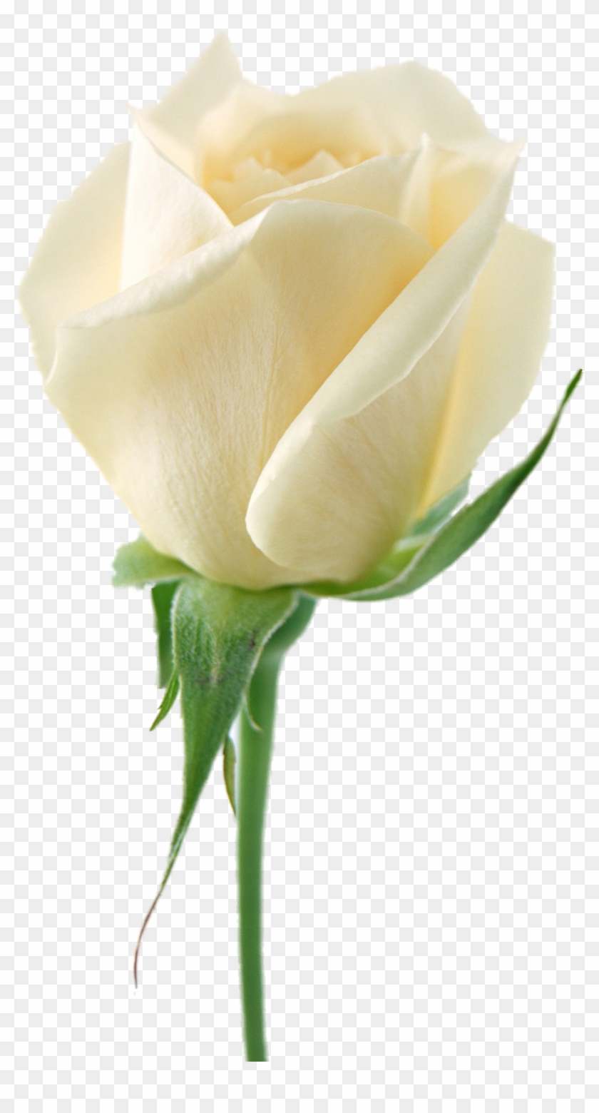 White Roses - White Rose Png Clipart #241865