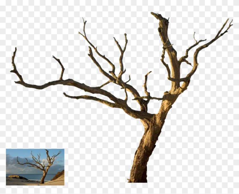 Dead Tree Clipart Desert Png - Dead Tree Transparent #241896