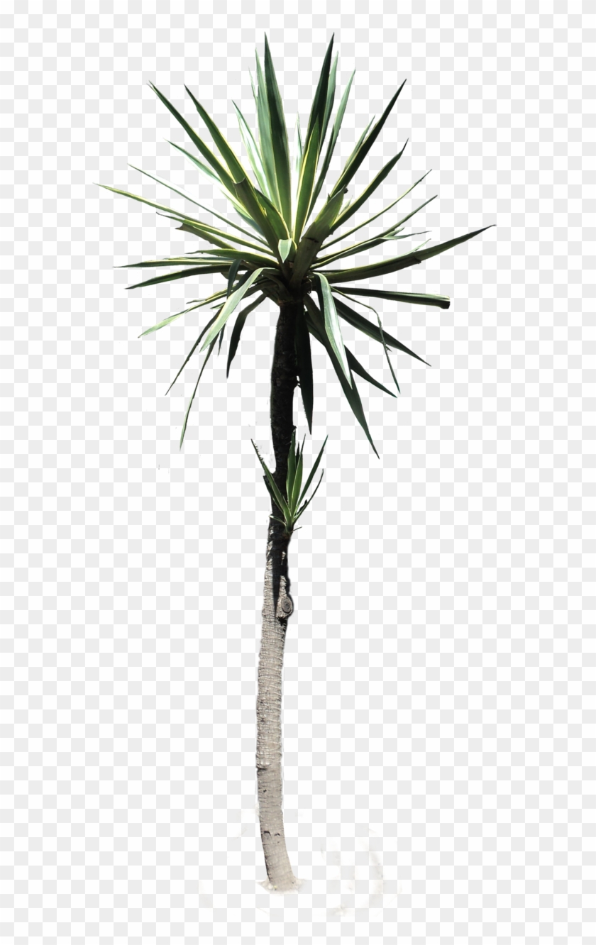 Desert Plant Png - Plants Clipart #241918