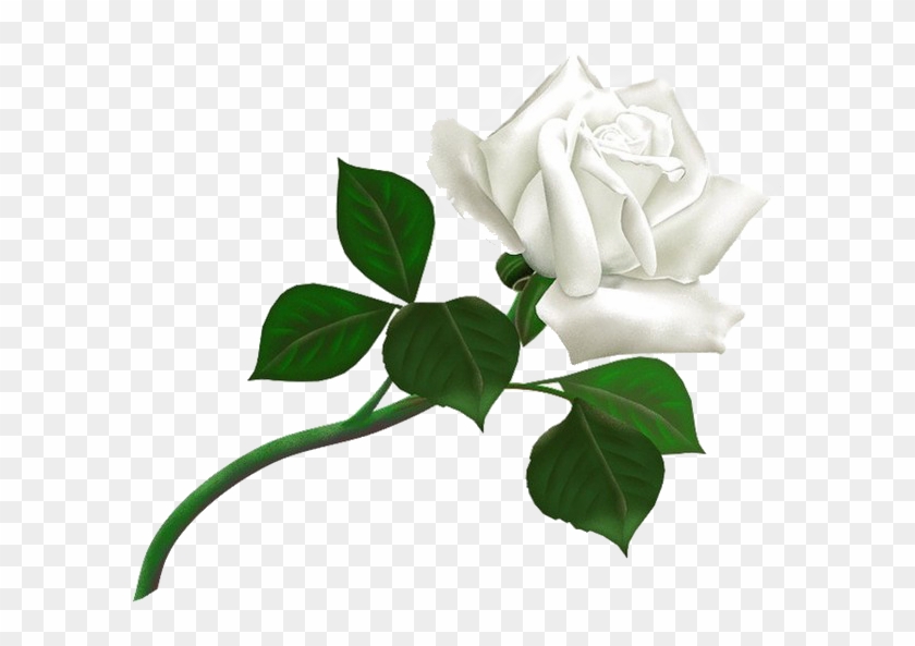 White Rose Png Image, Flower White Rose Png Picture - Thank You For Add Clipart #241942