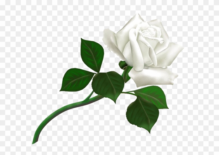 White Rose Png Image, Flower White Rose Png Picture - Thank You For Add Clipart