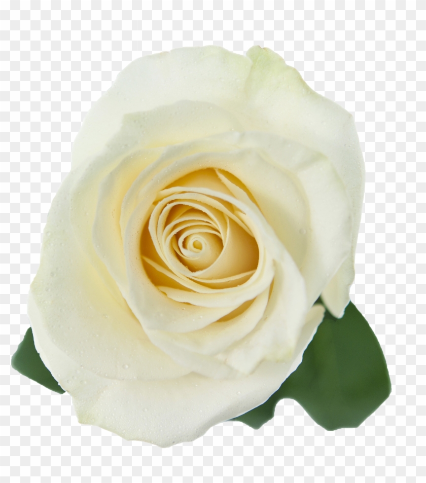 Transparent White Rose Png Clipart