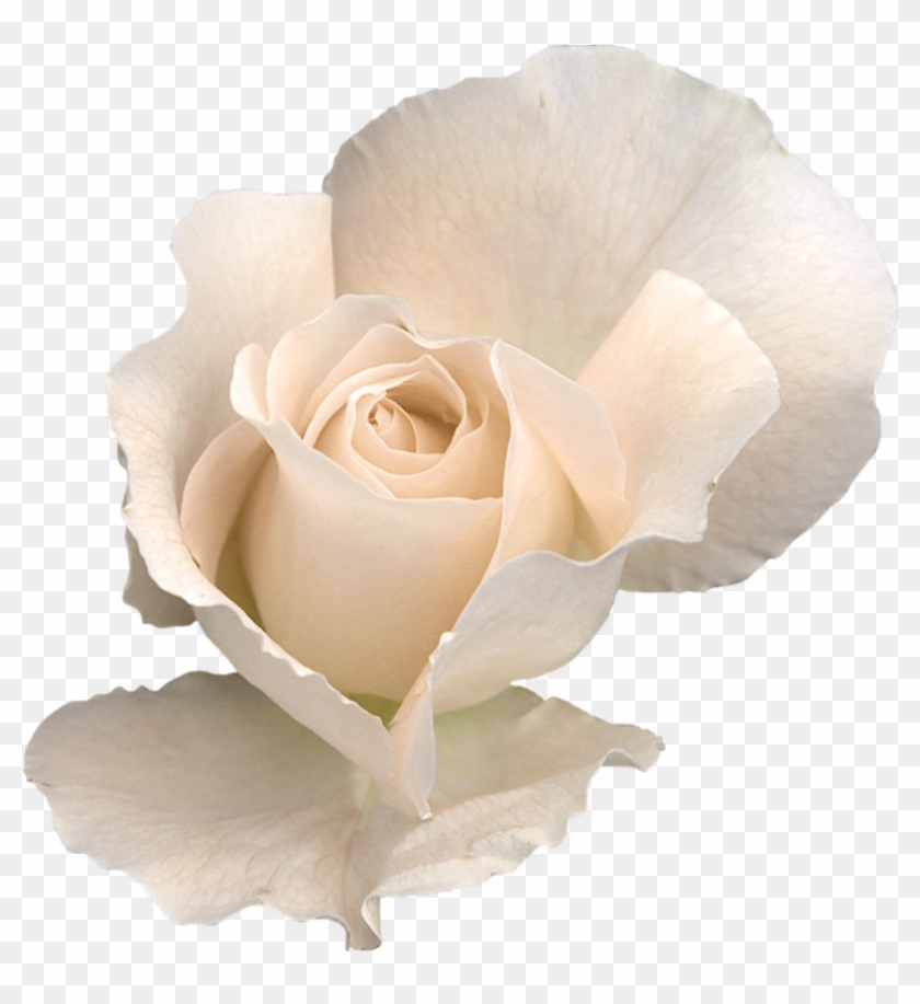 White Rose Png Clipart Image - White Rose Transparent #242293