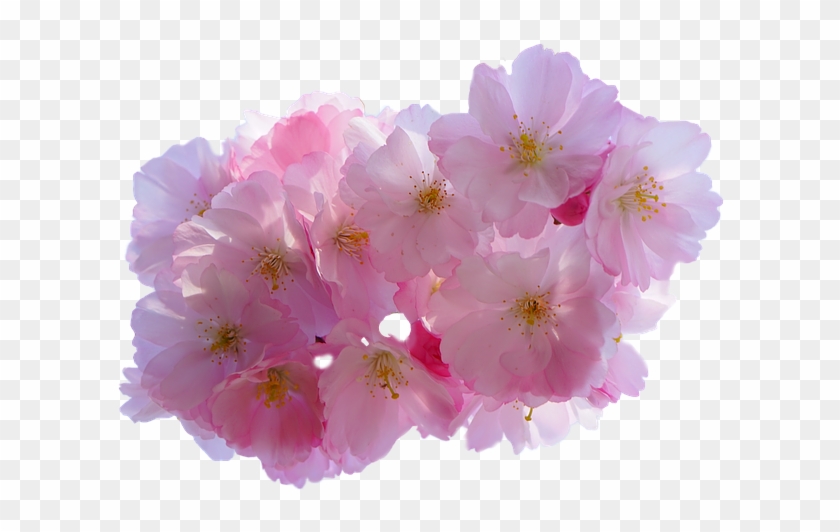 Cherry Blossom, Isolated, Blossom, Bloom, Blossom - Cherry Blossom Clipart #242369