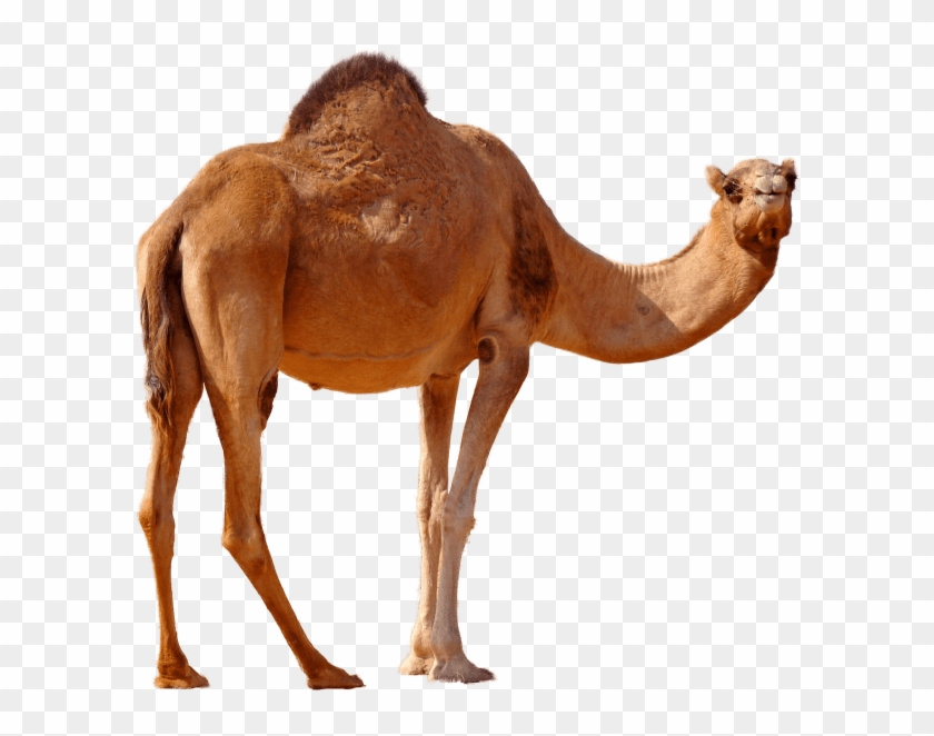 Free Png Desert Camel Standing Png Images Transparent - Transparent Background Camel Png Clipart #242425