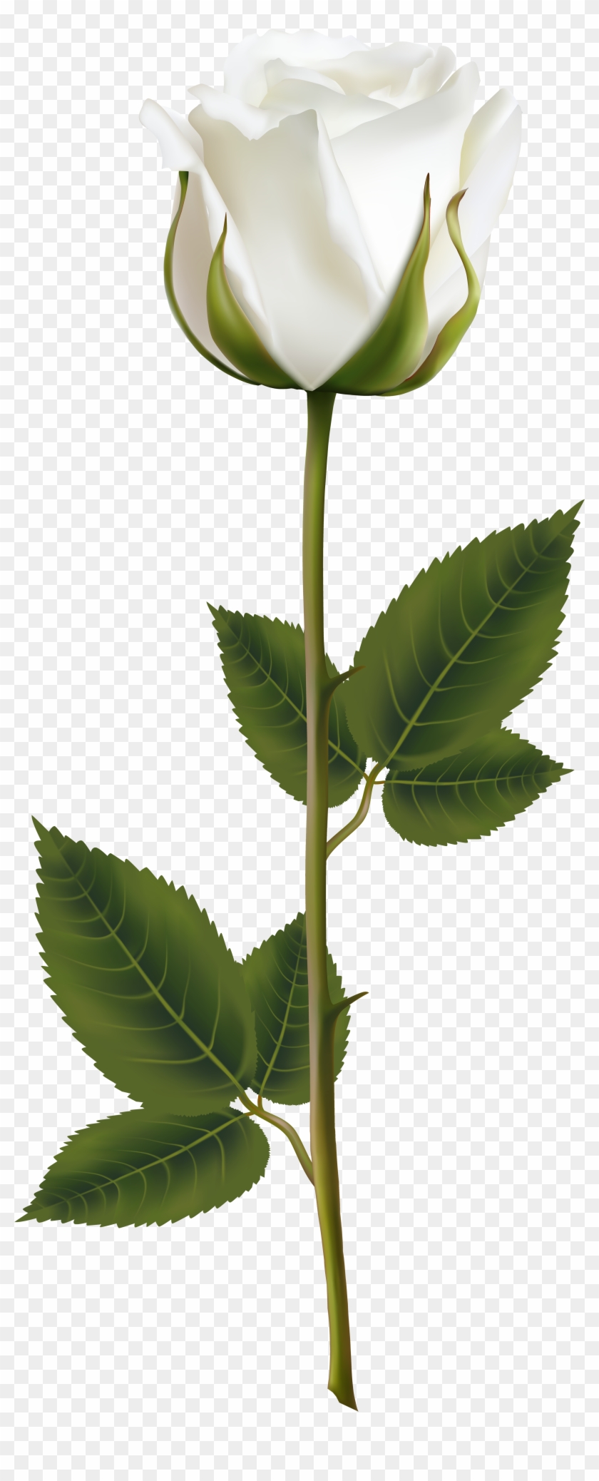 White Roses, Pink Roses, White Flower Png, Yellow Roses, - White Rose Transparent Background Clipart