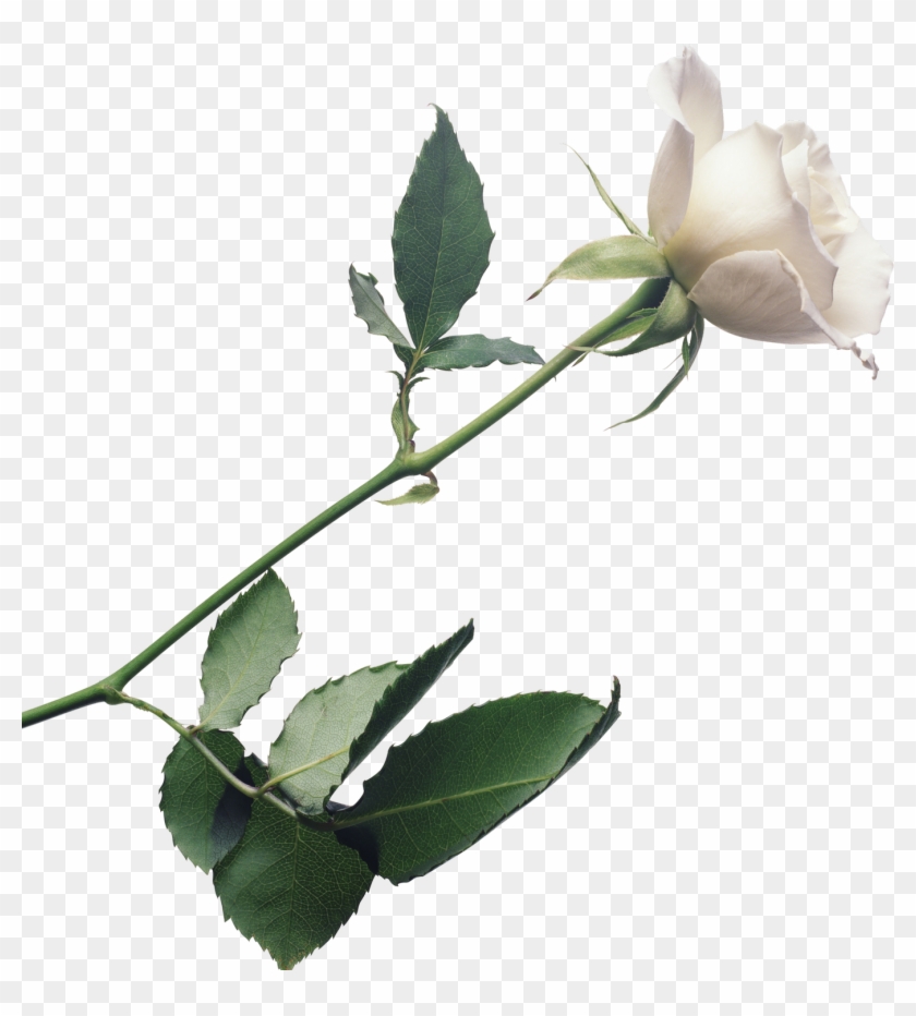White Rose Png Files Clipart
