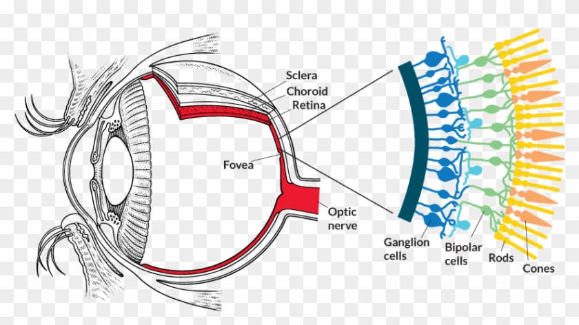 Seeing The - Photoreceptors In Retina Clipart #242778