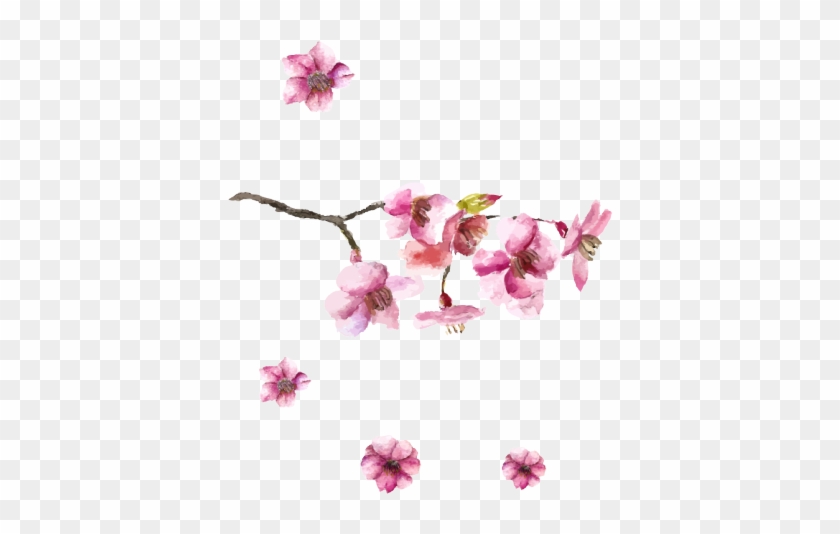 Drawn Cherry Blossom Petal - Cherry Blossom Japan Drawing Clipart