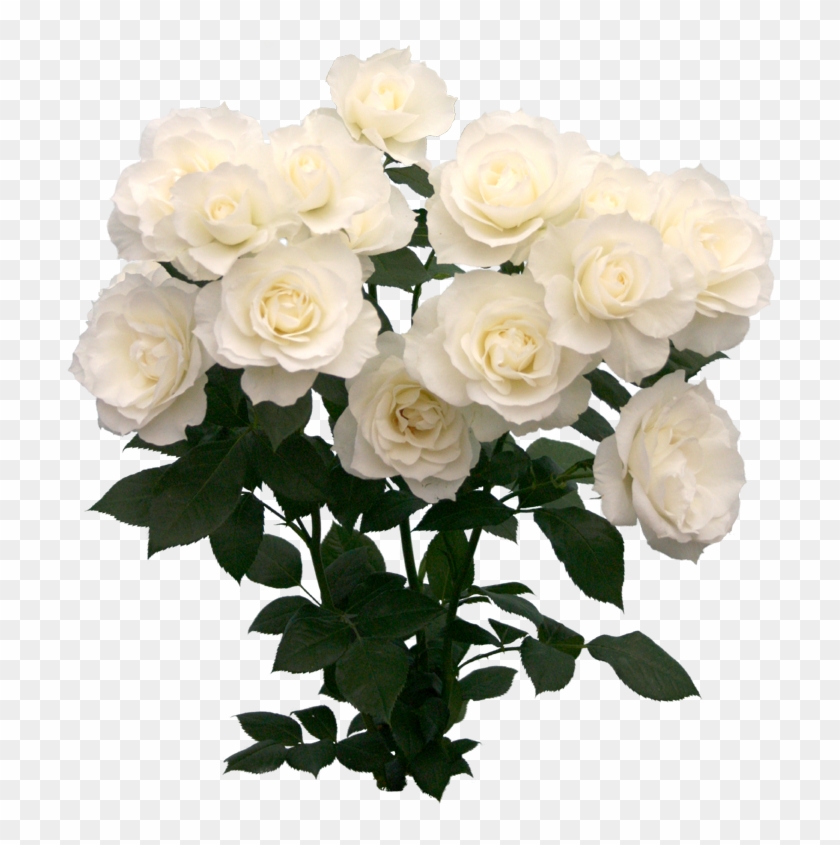 123 Images About Png On We Heart It - White Roses Png Clipart